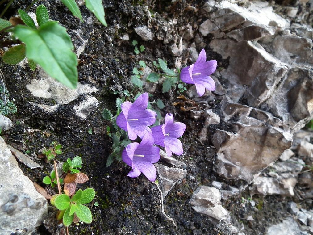 Campanula morettiana / Campanula di Moretti